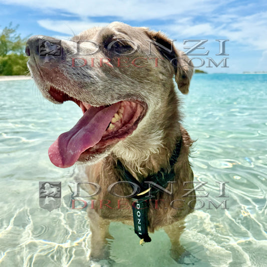 Donzi Dogz Collar