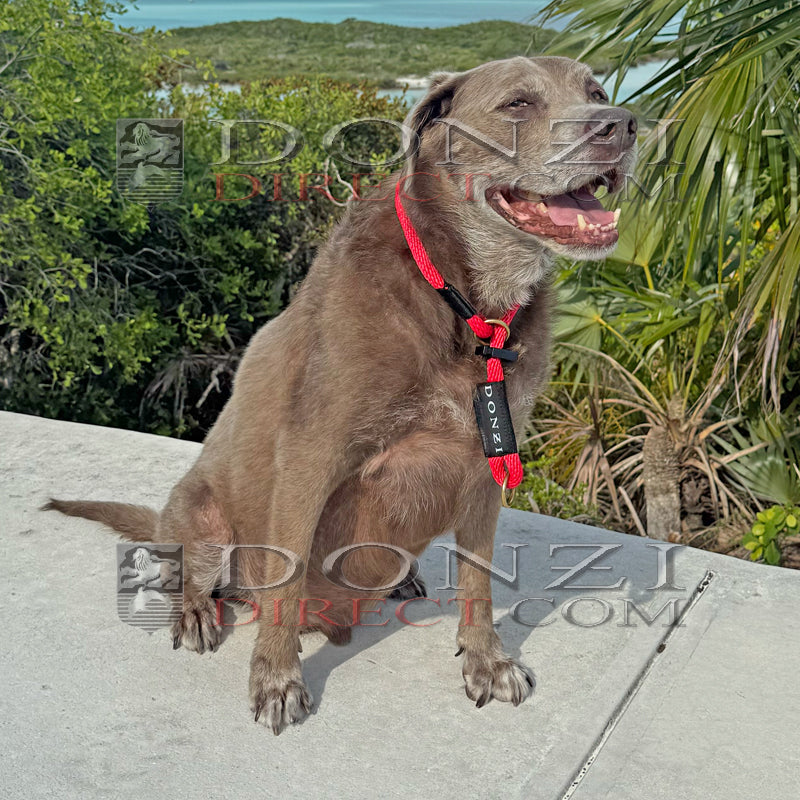 Donzi Dogz Collar