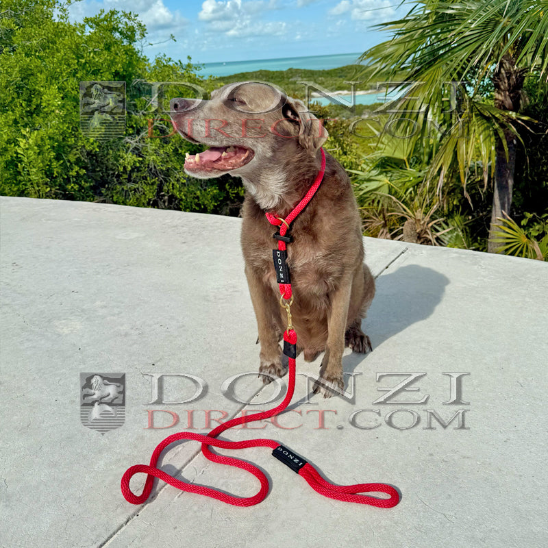 Donzi Dogz Collar
