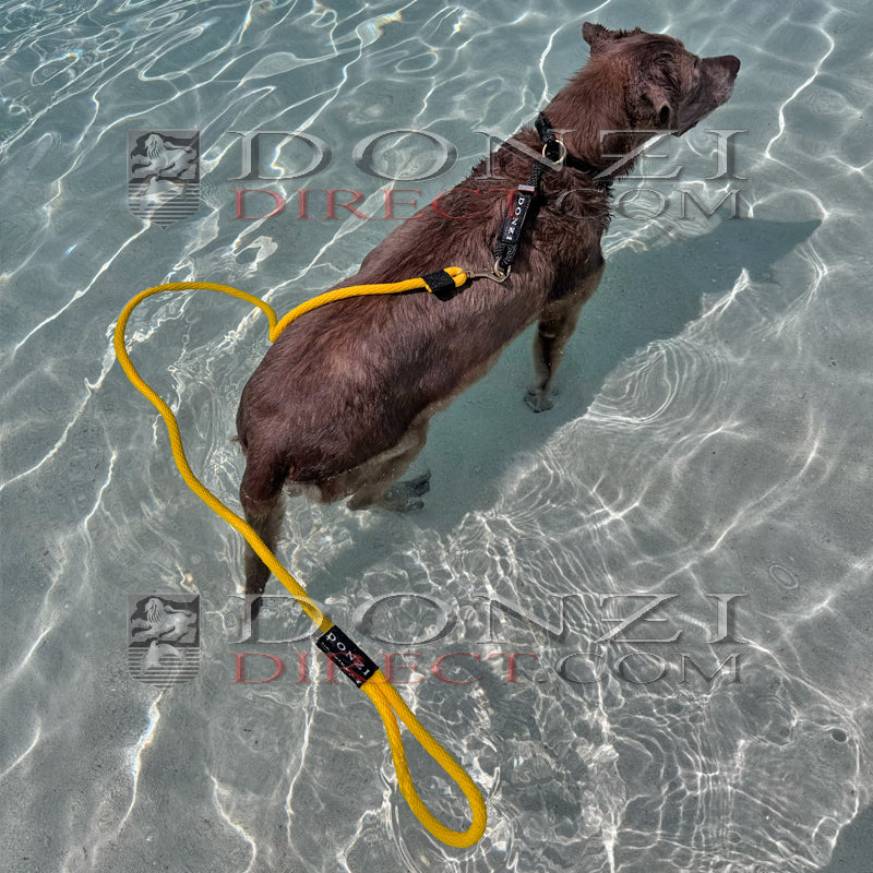 Dog standing in water with yellow leash and black collar with Donzi Logo